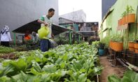 Makan Sehat dengan Konsumsi Tanaman Organik