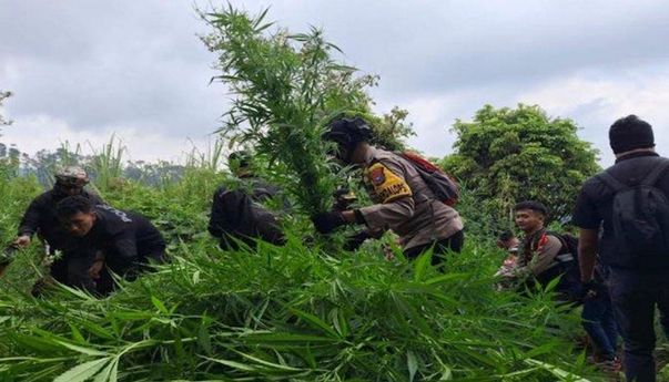 Polisi Temukan Lagi Ladang Ganja di Lereng Semeru, Terakhir 4.388 Pohon