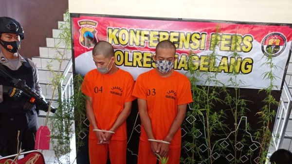 Berita Jateng: Polres Magelang Berhasil Bekuk Dua Pelaku Pembudidaya Tanaman Ganja dalam Pot dan Polybag