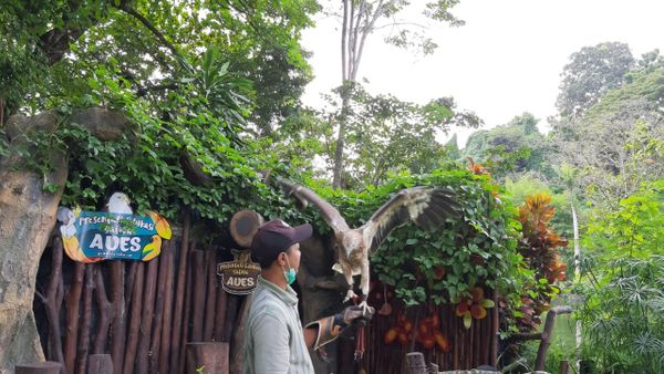 Berita Terbaru di Jogja: Gembira Loka Zoo Buka Lagi Awal Agustus, Pengunjung Dibatasi 500 Orang