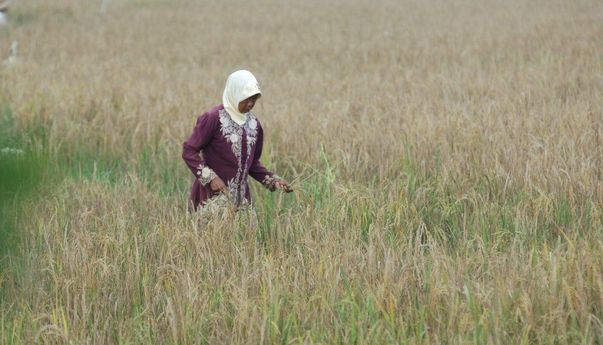 Berita Terbaru Jogja: Kelompok Tani Kalasan Produksi Benih Padi Tahan Kekeringan