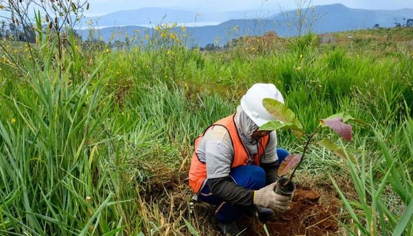 Mengenal Tumbuhan Langka di Indonesia dari Berbagai Pulau Nusantara