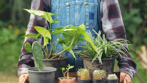 Perawatannya Mudah, 7 Rekomendasi Tanaman Hias Outdoor untuk Percantik Rumah
