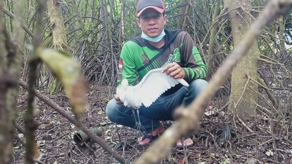 Dalam Sepekan, Puluhan Burung Kuntul Hutan Mangrove Baros Mati Secara Misterius