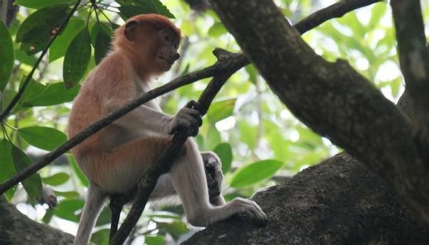 Jadi Pusat Riset Bekantan, Pulau Curiak kini Diminati Wisatawan Asing