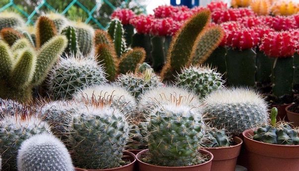 Bisnis Kaktus Hias di Indonesia Masih Menjanjikan