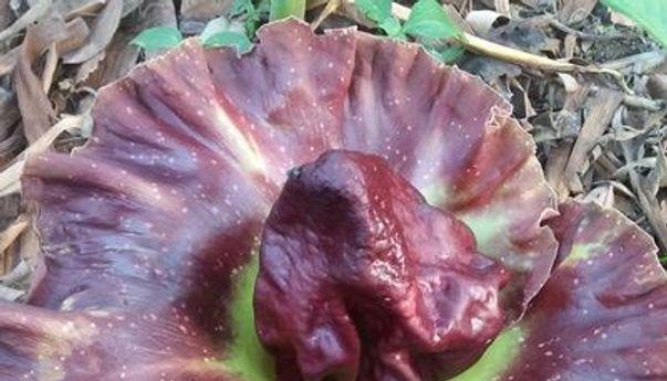 Misteri Tumbuhnya Bunga Bangkai di Pekarangan Warga Jepara