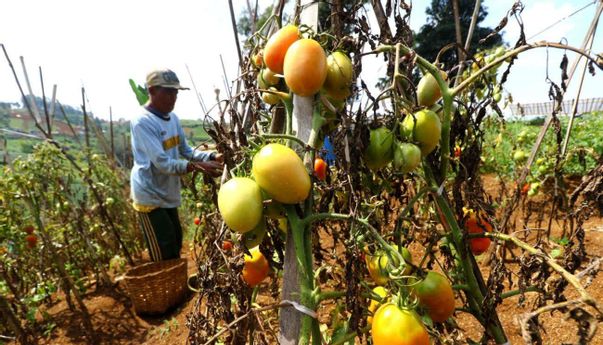 Berita Jateng: Sekolah Petani Tomat ala Lereng Merbabu