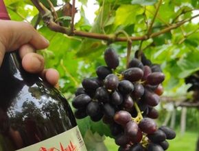 Buntut Label Halal, Produsen Wine Nabidz Dilaporkan ke Polda Metro Jaya