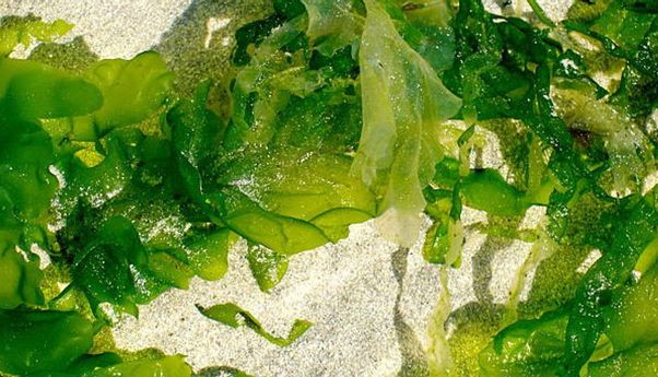 Nikmat dan Sehat, Ini 3 Jenis Rumput Laut yang Kaya Nutrisi