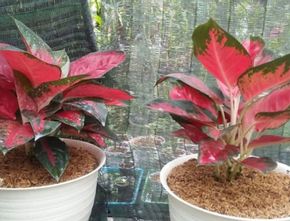 7 Cara Merawat Aglaonema agar Tumbuh Subur dan Cantik