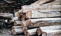 Kayu Jati Jawa VS Kayu Jati Ulin, Mana yang Lebih Kuat?