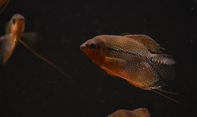 Penuhi Asupan Protein Harian dengan Mengonsumsi Ikan Tawar, Jenis Apa Saja?