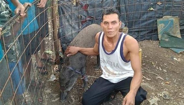 Babi Hutan Menangis Seperti Manusia Gemparkan Warga, Jangan-jangan Babi Ngepet?