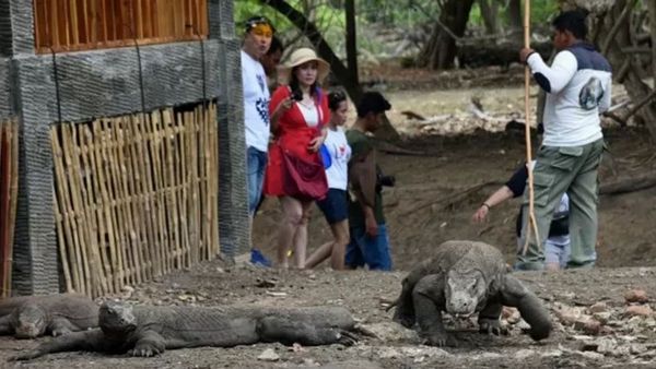 Taman Nasional Komodo NTT Bakal Ditutup Berkala 1 Hari dalam Seminggu