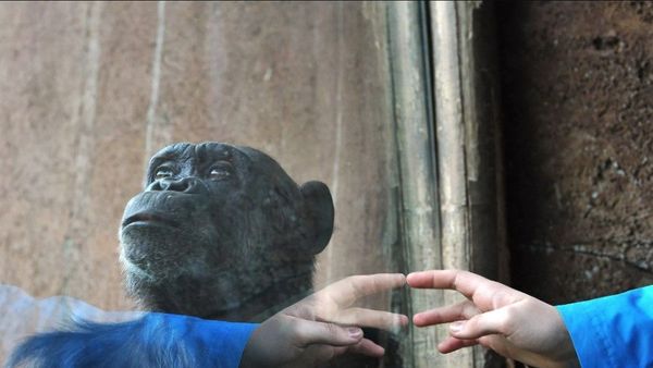 Kisah Cinta Terlarang antara Chita dan Adie Bikin Pengelola Kebun Binatang Turun Tangan