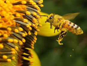 Proyek NATO, Lebah Penjaga Bakal Bisa Mencium Bahan Peledak dan Narkoba