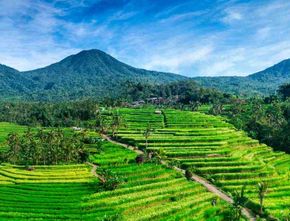 Menilik Potensi Pertanian di Tabanan Bali sebagai Gerakan Ekonomi Hijau