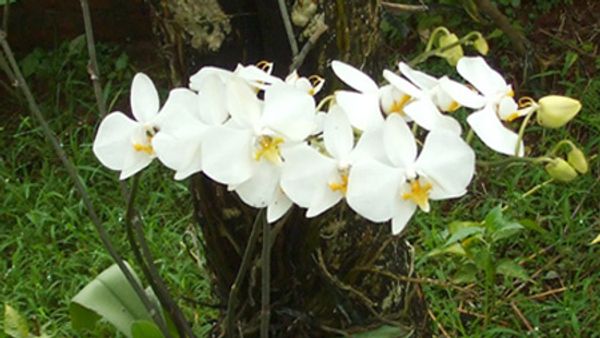 Tambah Pengetahuan! Inilah 3 Bunga Nasional Indonesia yang Bisa Kamu Ketahui