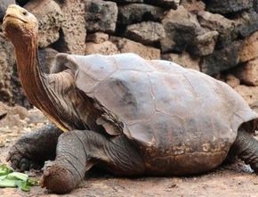 Kamasutra Satwa: Kisah Diego, Kura-Kura ‘Cabul’ yang Selamatkan Spesiesnya dari Kepunahan