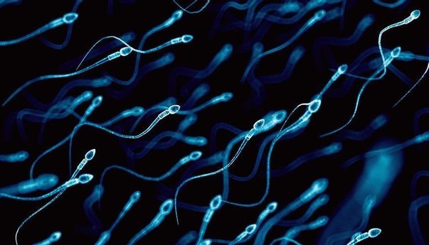 Peneliti Sebut Covid-19 Dapat Turunkan Jumlah Sperma