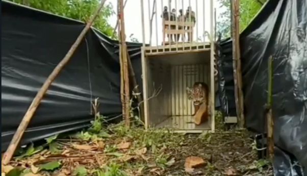 Sipogu, Harimau Sumatera Betina Dilepasliarkan ke Hutan Lindung Pasaman Sumbar