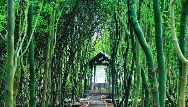 Lokasi dan Tiket Masuk Hutan Mangrove Jogja