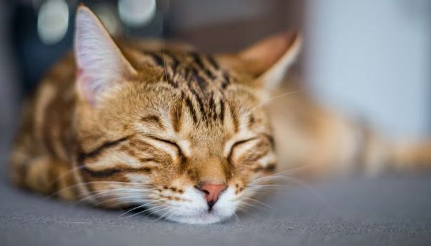 Kucing Tak Merespons saat Dipanggil? Bisa Jadi karena 5 Hal Ini