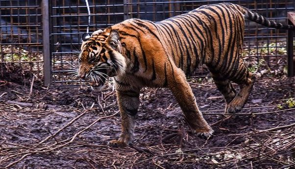 KLHK Sidak 18 Orang Terkait Kasus Pembalakan Liar di Sumsel yang Mengancam Kepunahan Harimau Sumatera