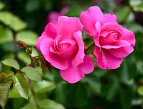 Pahami Klasifikasi Bunga Mawar untuk Pengetahuan