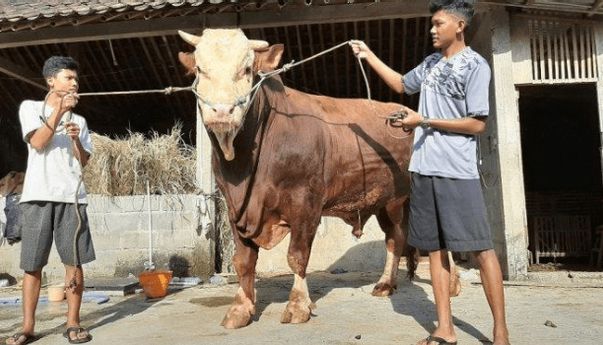 Terdampak Covid-19, Peternak Sapi Magelang: Alhamdulillah Cuma Laku 30 Ekor