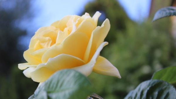 Berkenalan dengan 5 Jenis Bunga Mawar yang Memesonakan Mata dengan Kecantikannya