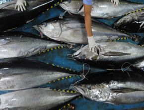 China “Recovery”, KKP: Ekspor Ikan Terbuka Lebar