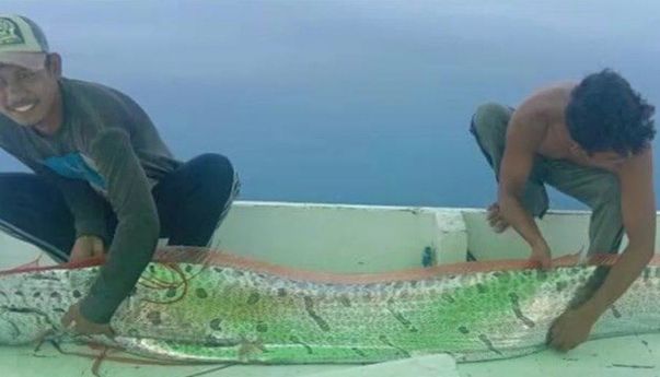 Fakta Ikan Oarfish, Ikan yang Dimitoskan Mampu Deteksi Gempa Bumi dan Tsunami