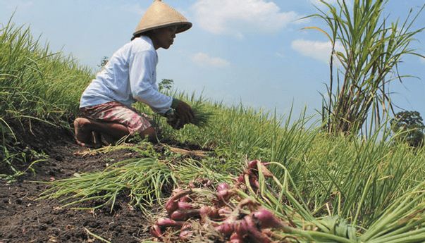 Berita Jogja: Siasat Petani Gunungkidul Lawan Bawang Impor