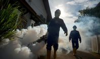 Peneliti UGM Sebut Bakteri Wolbachia Aman untuk Manusia karena Hanya Bisa Hidup di Tubuh Serangga