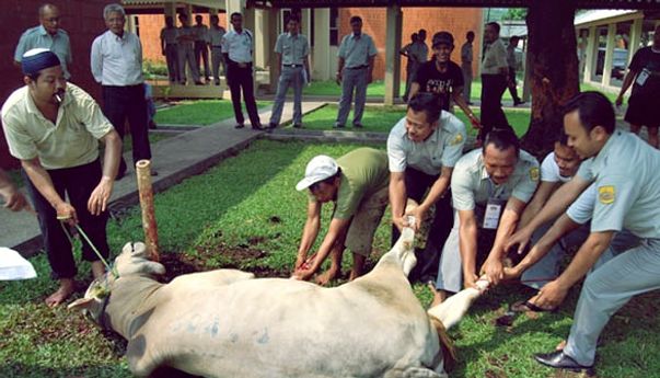 Berita Seputar Jogja: Beli Hewan Kurban di Kulon Progo Tidak Bisa Sembarangan, Ini Syaratnya