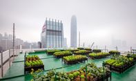 Urban Farming Solusi Pertanian Modern Atau Peluang Bisnis Baru?