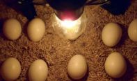 Inilah Alat Penetas Telur Otomatis Terbaik