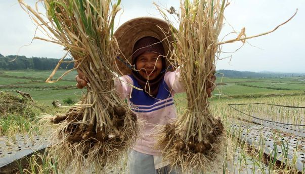 Jawa Tengah Panen Raya Bawang Putih, tapi Penjualan Seret