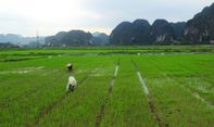 Pemkab Magelang Sediakan Asuransi untuk Petani yang Gagal Panen