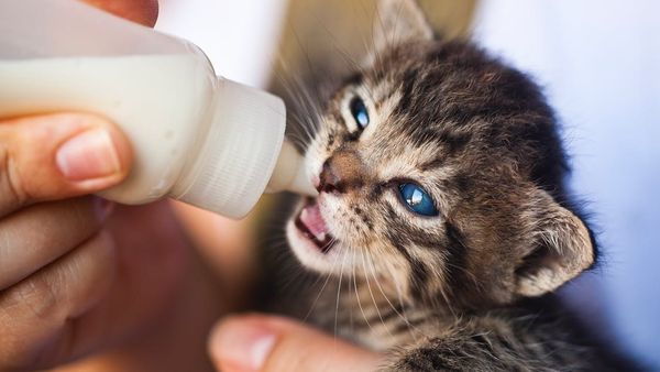 Jangan Sembarangan Berikan Susu, Seperti Ini Cara Merawat Anak Kucing Tanpa Indukan yang Benar