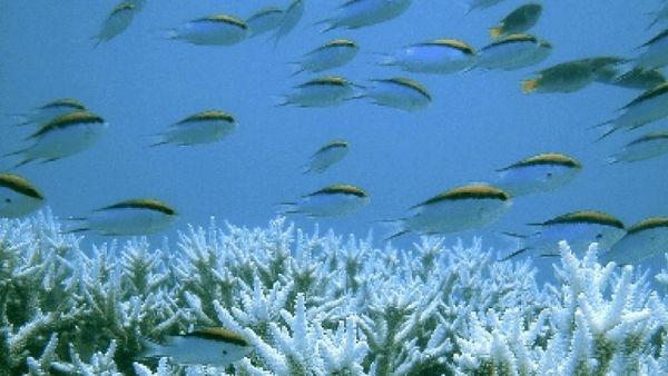 Seperti Apa Kehidupan Laut di Celukan Bawang?