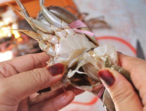 Cara Membersihkan Kepiting yang Mudah dan Tidak Ribet