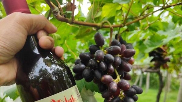 Buntut Label Halal, Produsen Wine Nabidz Dilaporkan ke Polda Metro Jaya
