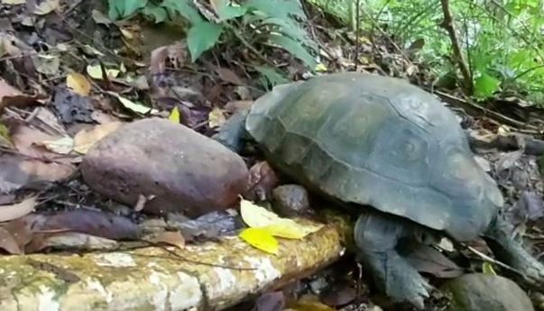 Seekor Kura-kura Langka Jenis Kaki Gajah Dilepas Liar ke Cagar Alam Maninjau