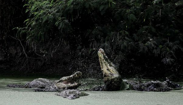Melihat dari Dekat Ribuan Reptil Besar di Taman Buaya Asam Kumbang, Sumatra Utara