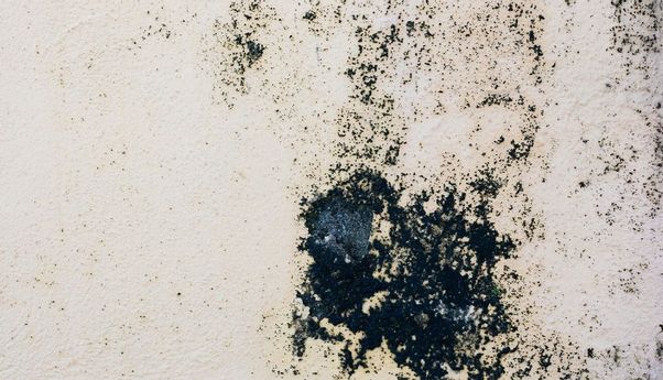 3 Jenis Jamur Tembok Berbahaya bagi Kesehatan dan Cara Menghilangkannya