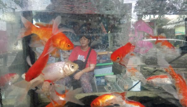 Mudah! Ekspor Ikan Hias Indonesia ke China kini Tidak Berbelit-Belit