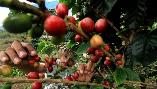 Pandemi Covid-19, Harga Kopi di Kabupaten Temanggung Turun
